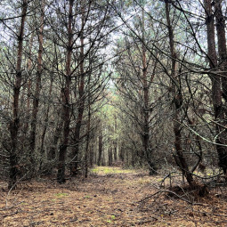 Бальзам для порожнини рота "Подих Лісу" 30 мл